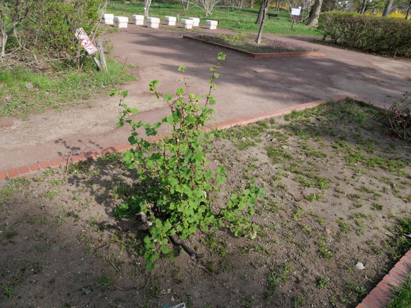 ハナスグリ ‘ハンネマンズ ホワイト’(Ribes sanguineum ‘Hanneman's White’)