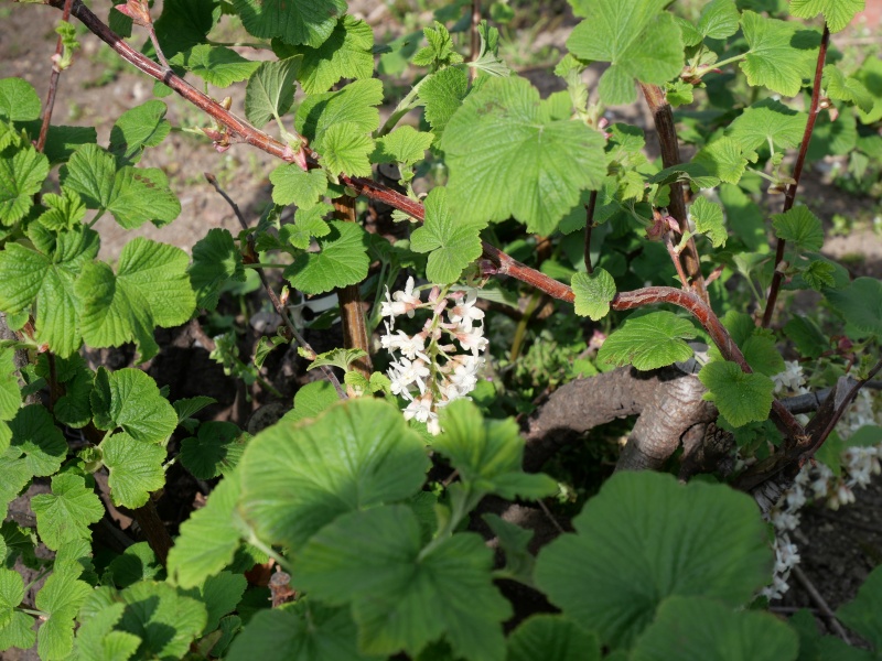 ハナスグリ ‘ハンネマンズ ホワイト’(Ribes sanguineum ‘Hanneman's White’)