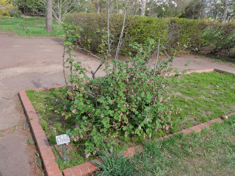 ハナスグリ ‘ポッキーズ ピンク’(Ribes sanguineum ‘Poky's Pink’)