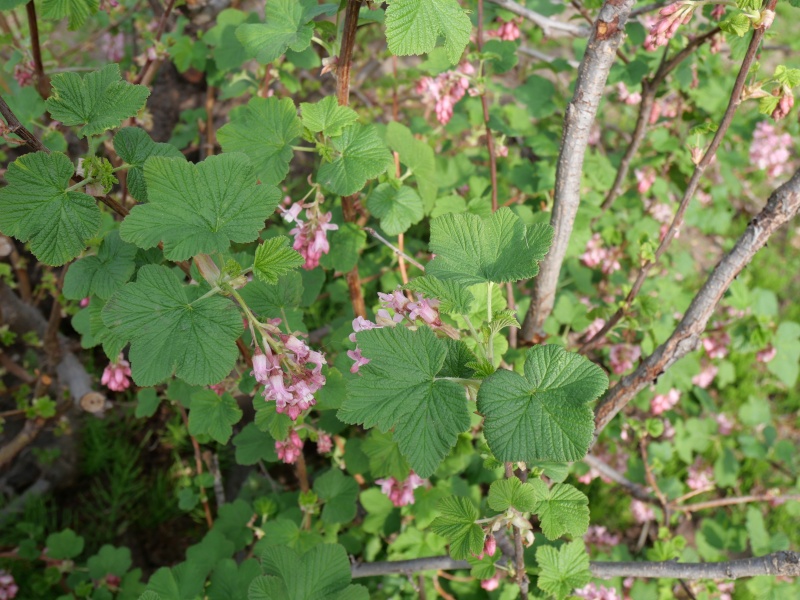 ハナスグリ ‘ポッキーズ ピンク’(Ribes sanguineum ‘Poky's Pink’)