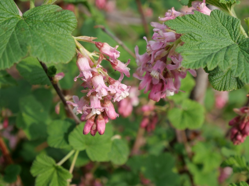 ハナスグリ ‘ポッキーズ ピンク’(Ribes sanguineum ‘Poky's Pink’)