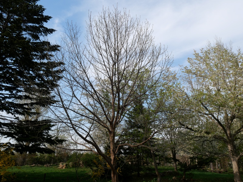 ハンカチノキ(Davidia involucrata)