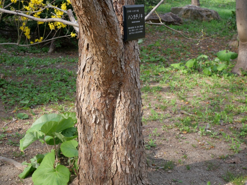 ハンカチノキ(Davidia involucrata)