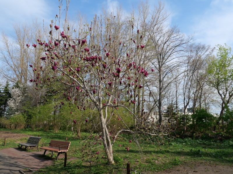 マグノリア ‘パープル プリンス’(Magnolia ‘Purple Prince’)