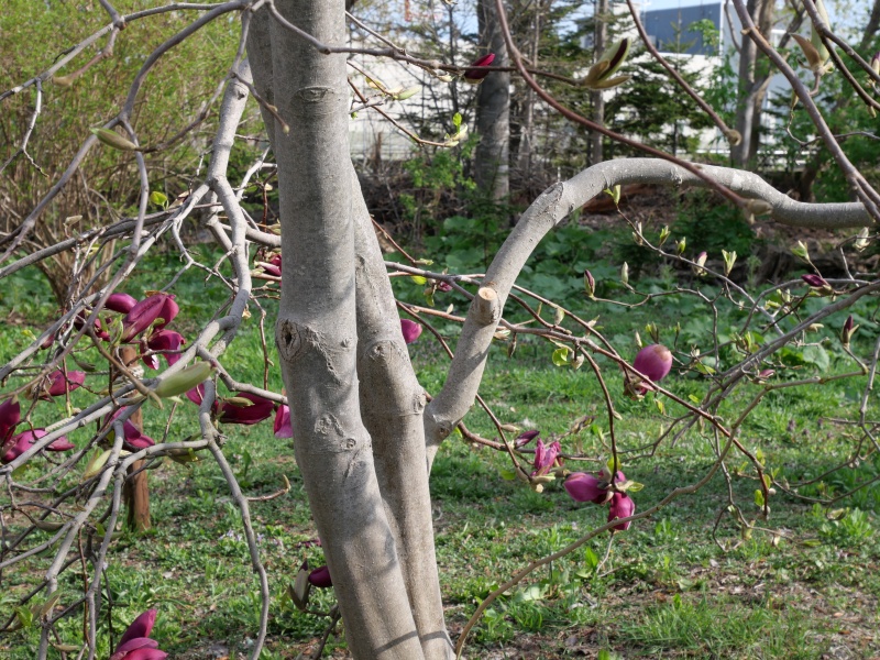 マグノリア ‘パープル プリンス’(Magnolia ‘Purple Prince’)