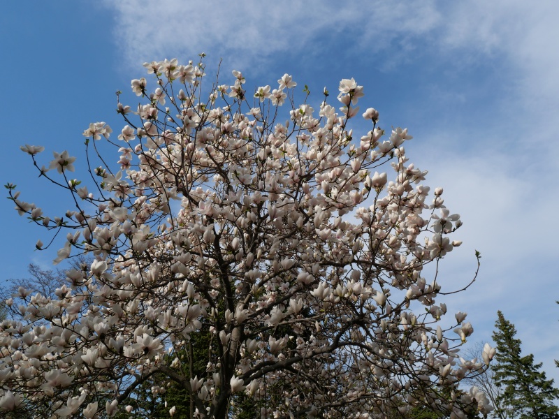 マグノリア ‘ロイヤルフラッシュ’(Magnolia ‘Royal Flash’)