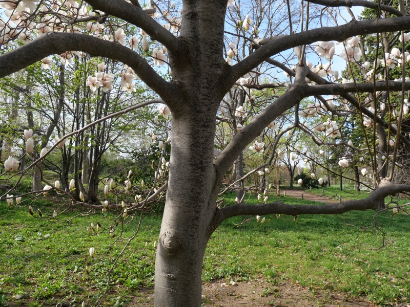 マグノリア ‘ロイヤルフラッシュ’(Magnolia ‘Royal Flash’)