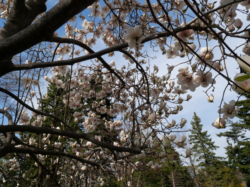 マグノリア ‘ロイヤルフラッシュ’(Magnolia ‘Royal Flash’)