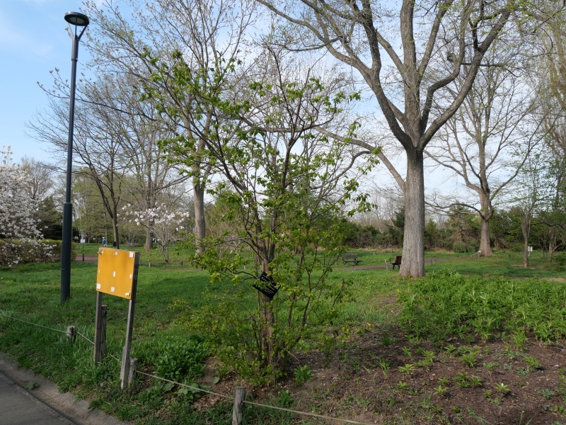 マンシュウハシドイ(Syringa reticulata subsp. amurensis)