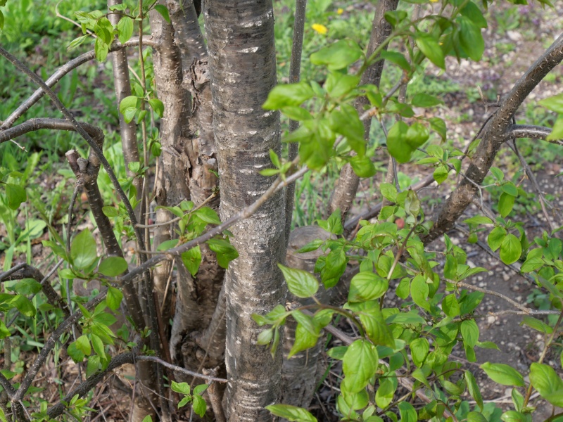 マンシュウハシドイ(Syringa reticulata subsp. amurensis)