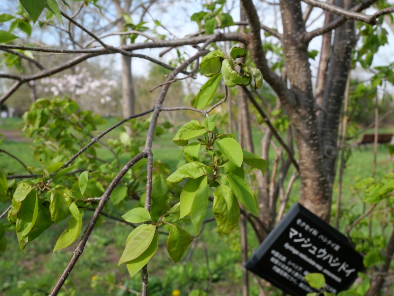 マンシュウハシドイ(Syringa reticulata subsp. amurensis)