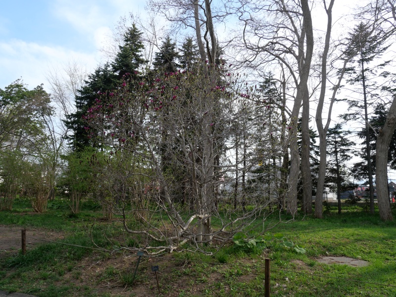 モクレン ‘スーザン’(Magnolia cv. Susan)