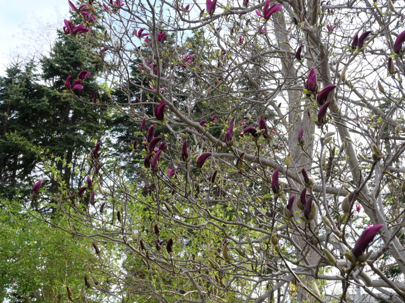 モクレン ‘スーザン’(Magnolia cv. Susan)