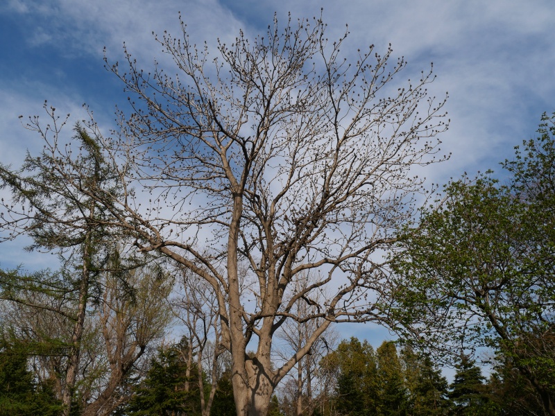 ヤチダモ(Fraxinus mandshurica)