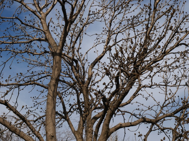 ヤチダモ(Fraxinus mandshurica)