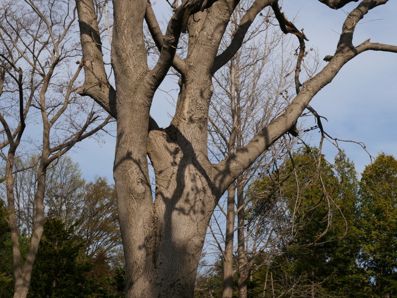 ヤチダモ(Fraxinus mandshurica)