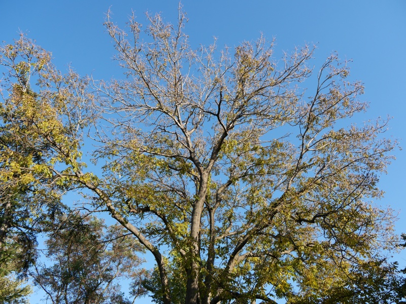 ヤチダモ(Fraxinus mandshurica)