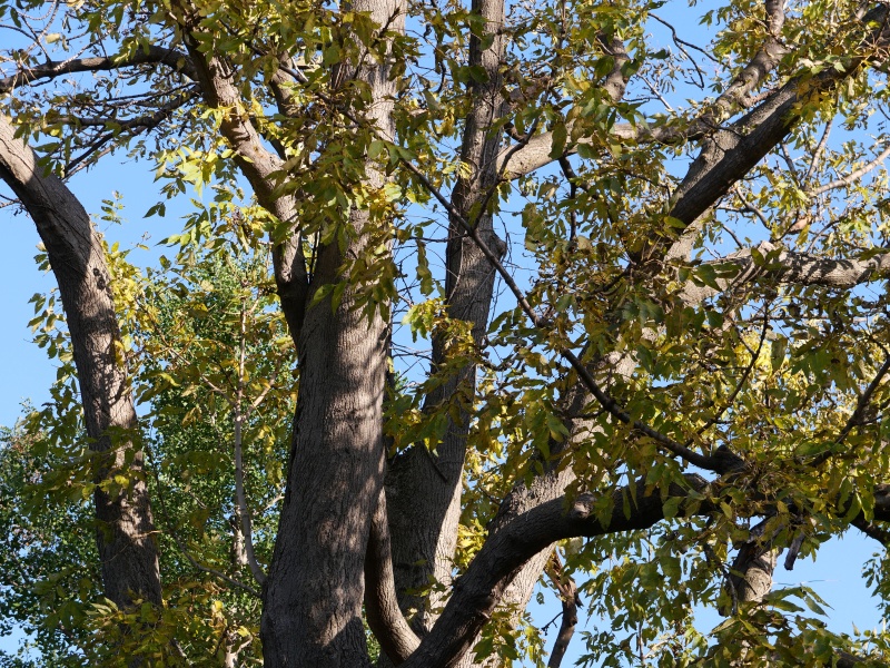 ヤチダモ(Fraxinus mandshurica)