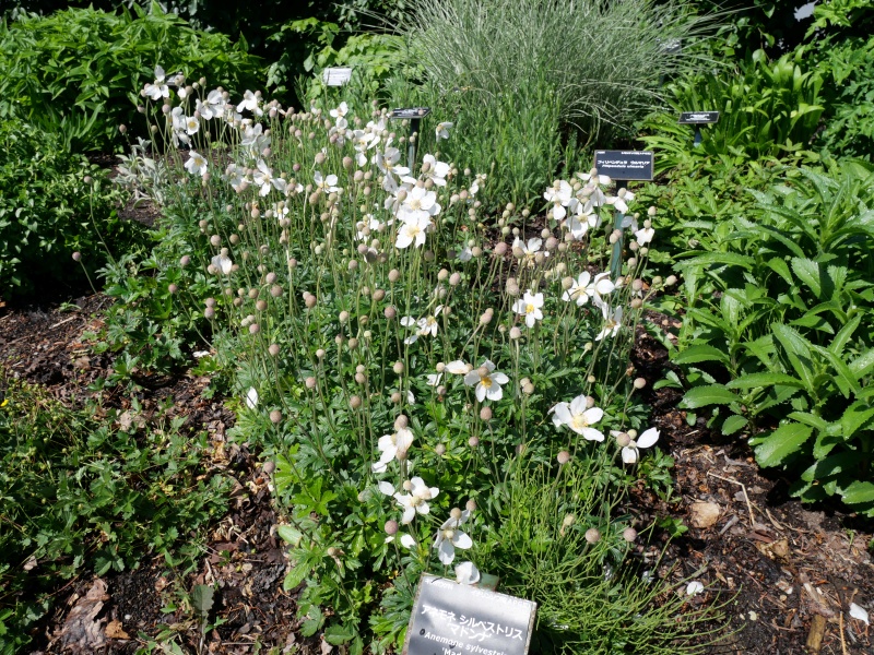 アネモネ シルベストリス ‘マドンナ’(Anemone sylvestris ‘Madonna’)
