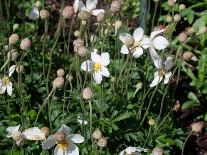アネモネ シルベストリス ‘マドンナ’(Anemone sylvestris ‘Madonna’)