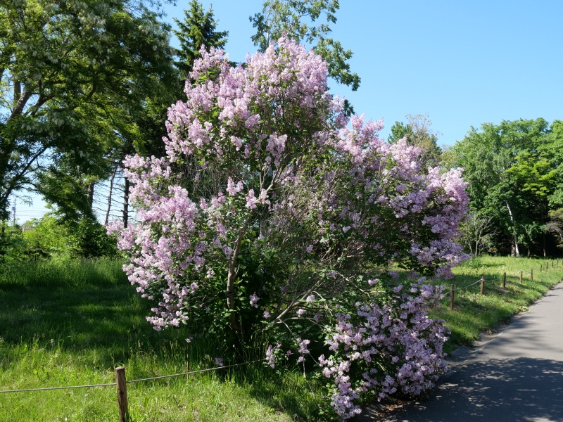 ウスゲシナハシドイ(Syringa villosa)