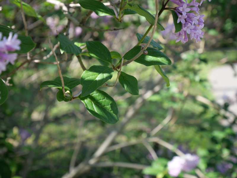 ウスゲシナハシドイ(Syringa villosa)