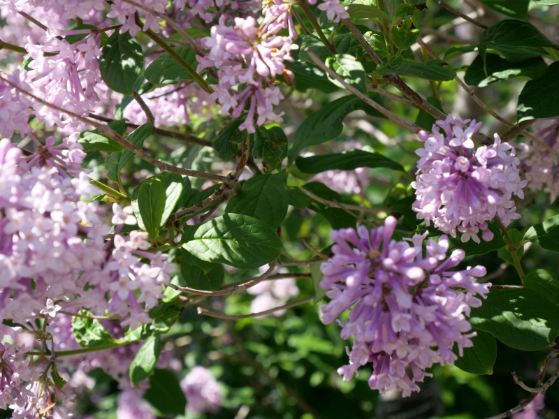 ウスゲシナハシドイ(Syringa villosa)