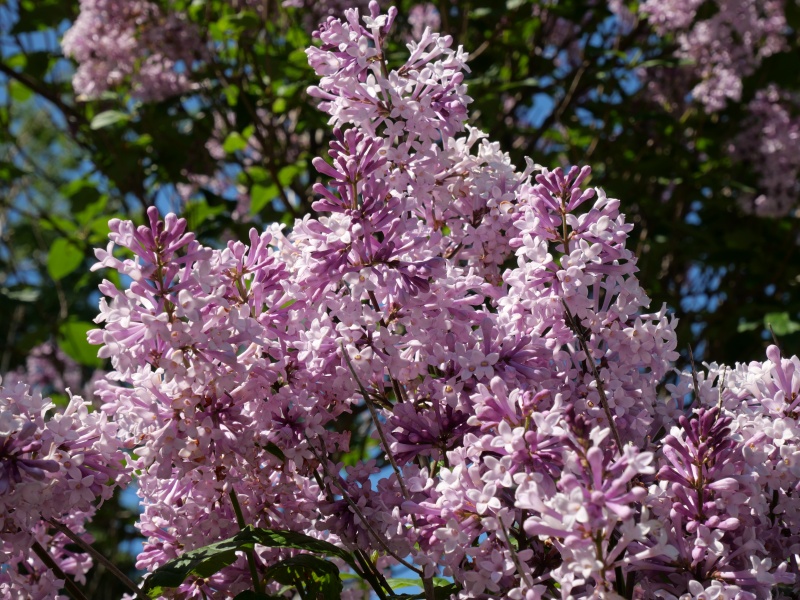 ウスゲシナハシドイ(Syringa villosa)