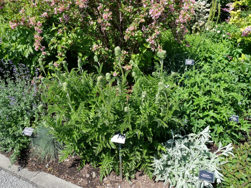 Papaver orientale ‘Konigin alexandra’