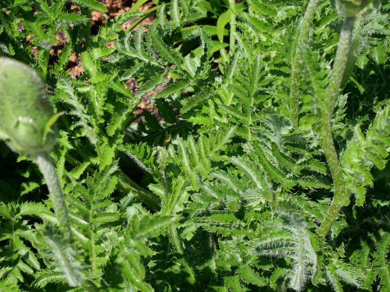 Papaver orientale ‘Konigin alexandra’