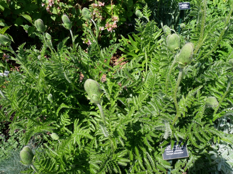 Papaver orientale ‘Konigin alexandra’