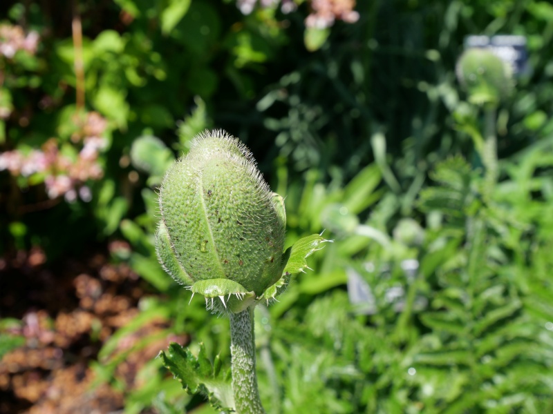 Papaver orientale ‘Konigin alexandra’