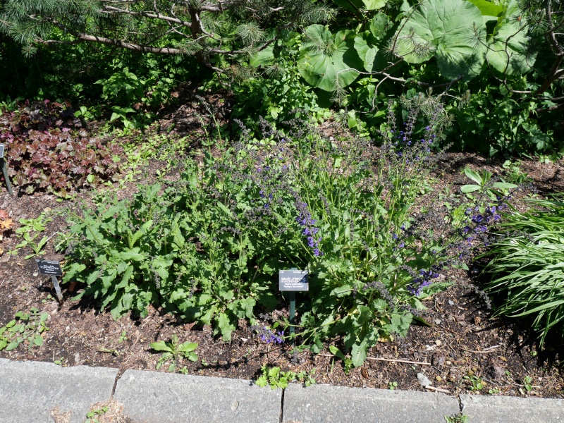 Salvia pratensis ‘Twilight Serenade’