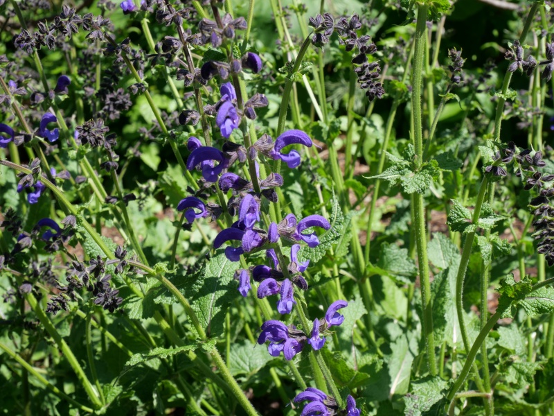 Salvia pratensis ‘Twilight Serenade’