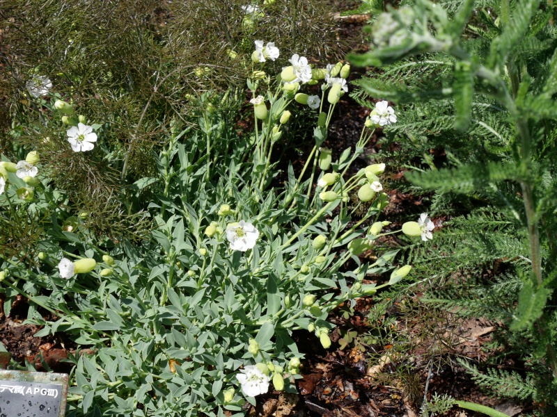 Silene uniflora ‘Icecaps’