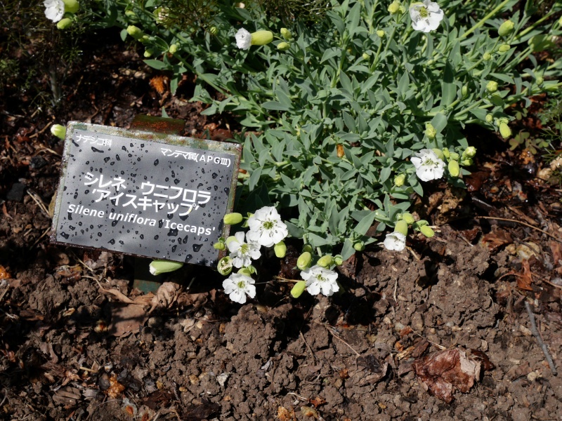 Silene uniflora ‘Icecaps’