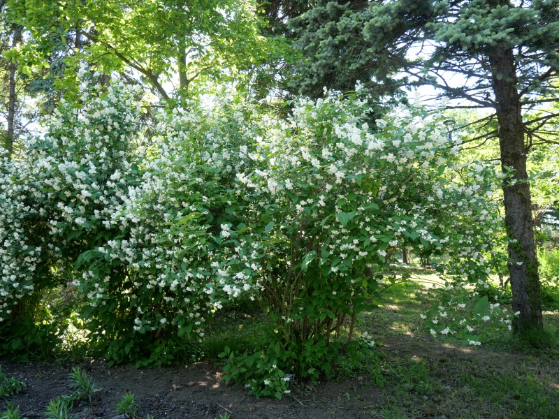チョウセンバイカウツギ(Philadelphus schrenkii)
