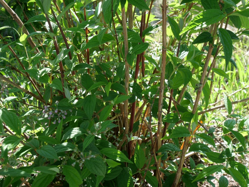 Deutzia longifolia ‘Veitchii’