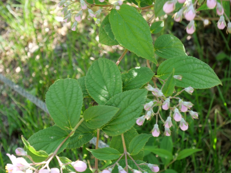 Deutzia longifolia ‘Veitchii’