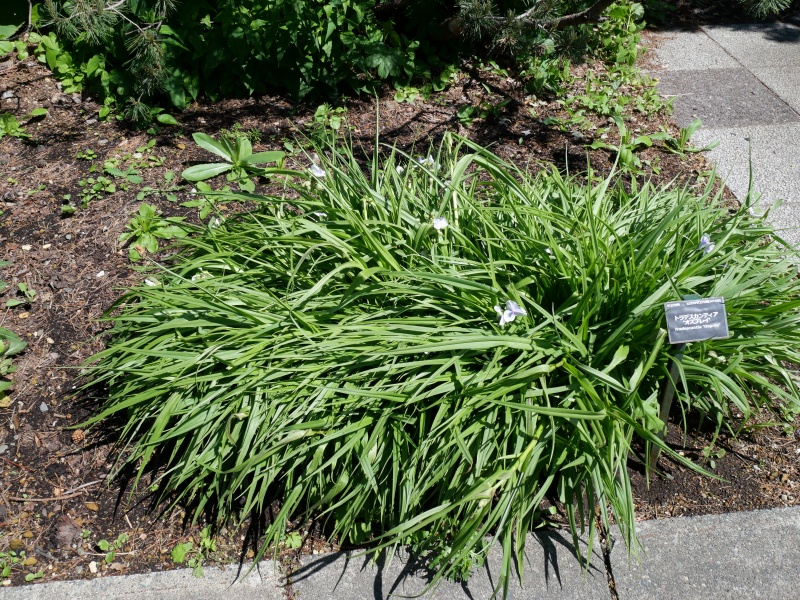 Tradescantia ‘Osprey’