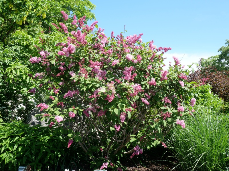 トリプリダライラック ‘ミスカナダ’(Syringa ×tribrida cv. Miss Canada)
