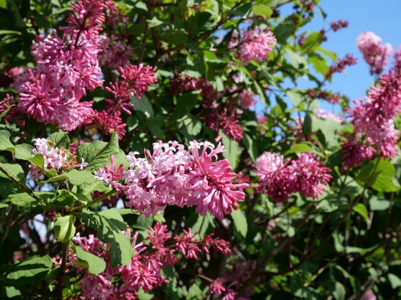 トリプリダライラック ‘ミスカナダ’(Syringa ×tribrida cv. Miss Canada)