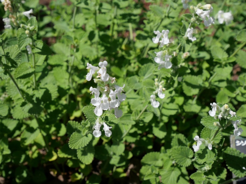 Nepeta ×faassenii ‘Alba’