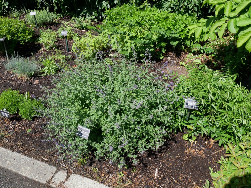 Nepeta ×faassenii ‘Six hills Giant’