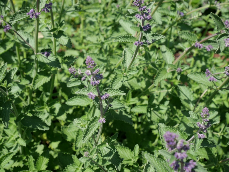 Nepeta ×faassenii ‘Six hills Giant’
