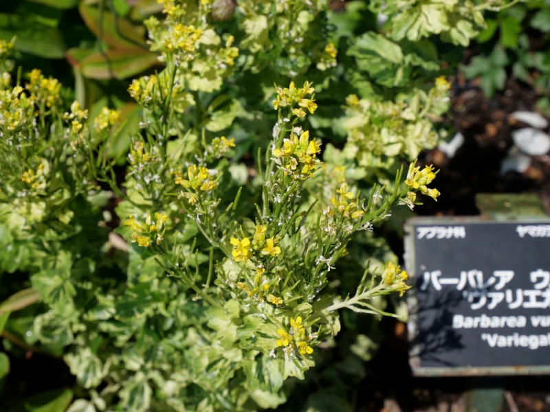 Barbarea vulgaris ‘Variegata’