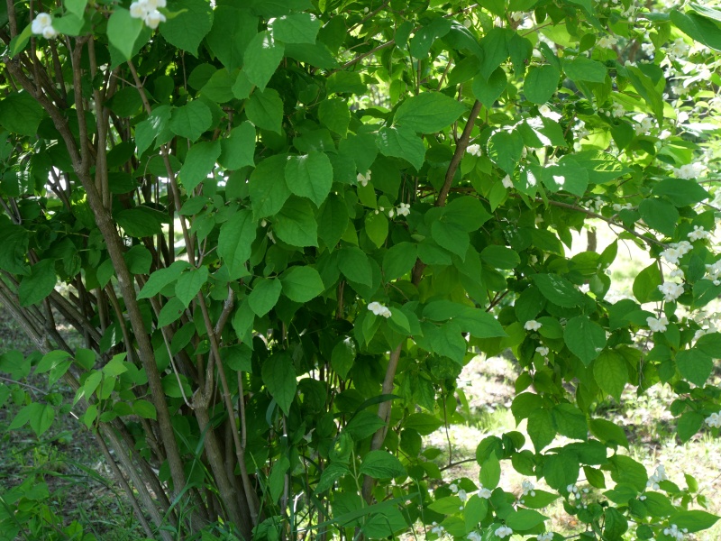 チョウセンバイカウツギ(Philadelphus schrenkii)