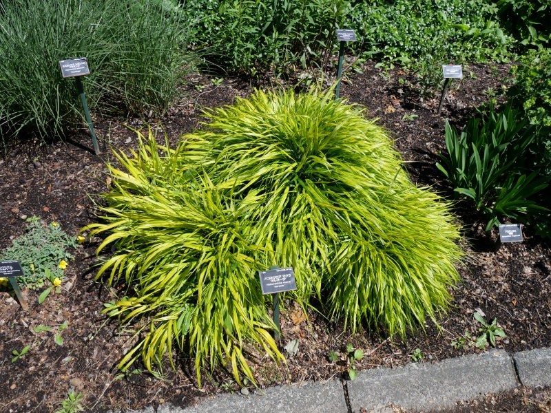 Hakonechloa macra ‘Aureola’