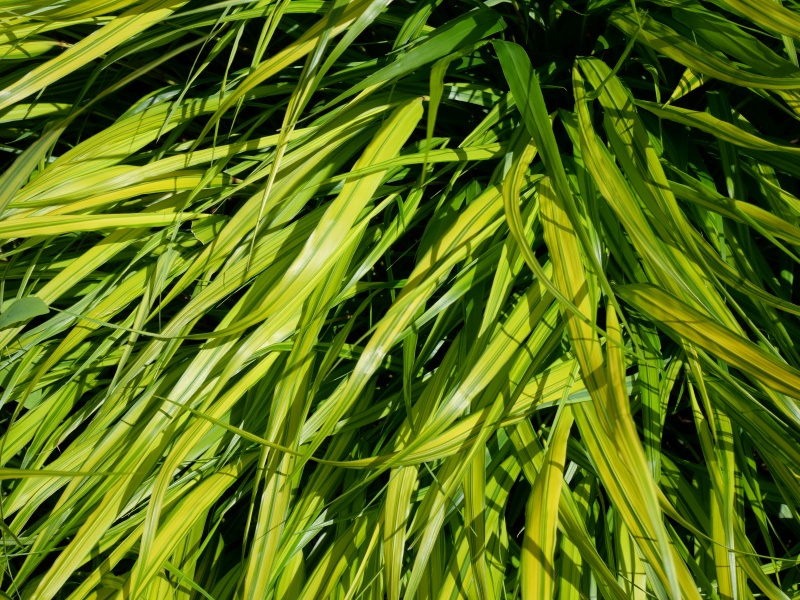 Hakonechloa macra ‘Aureola’