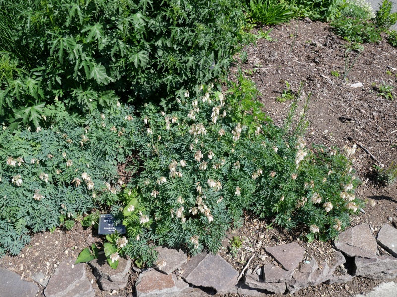 ハナケマンソウ ‘オーロラ’(Dicentra formosa ‘Aurora’)